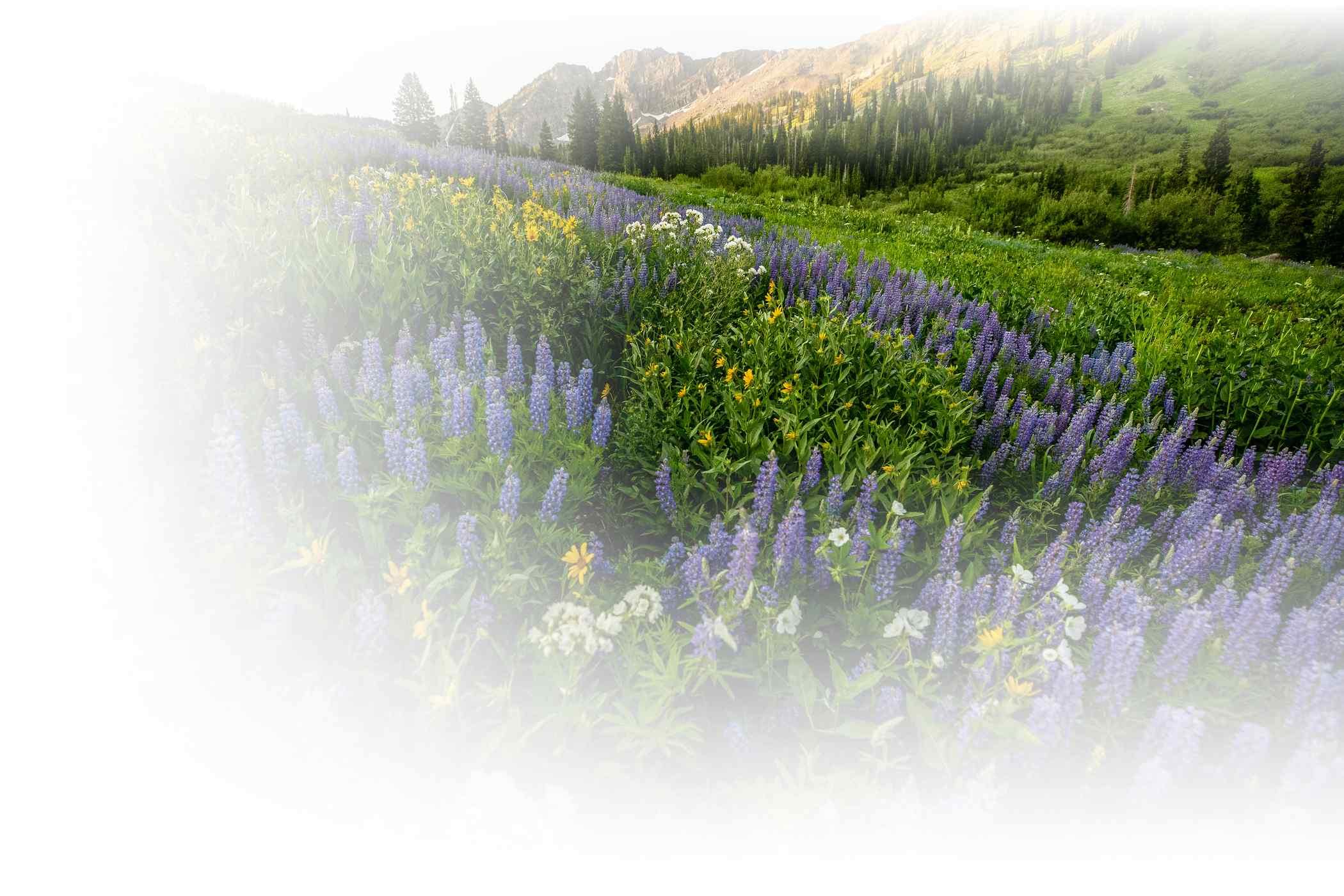 Wildflowers at sunset at Alta Ski Area on a July day