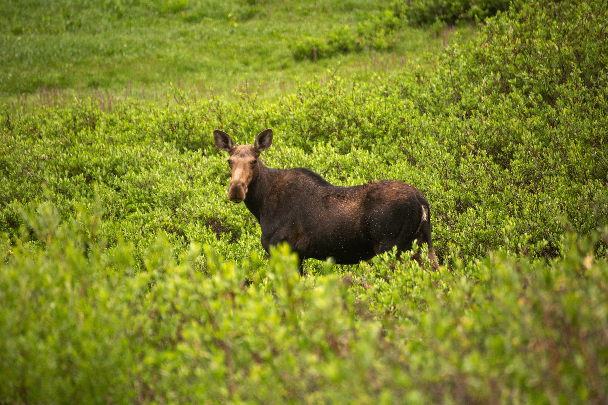 A moose enjoys a meadow in the morning