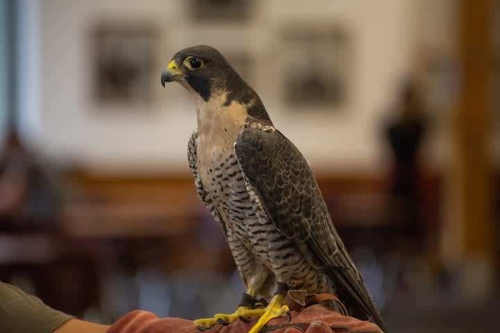 HawkWatch and Live Bird Show