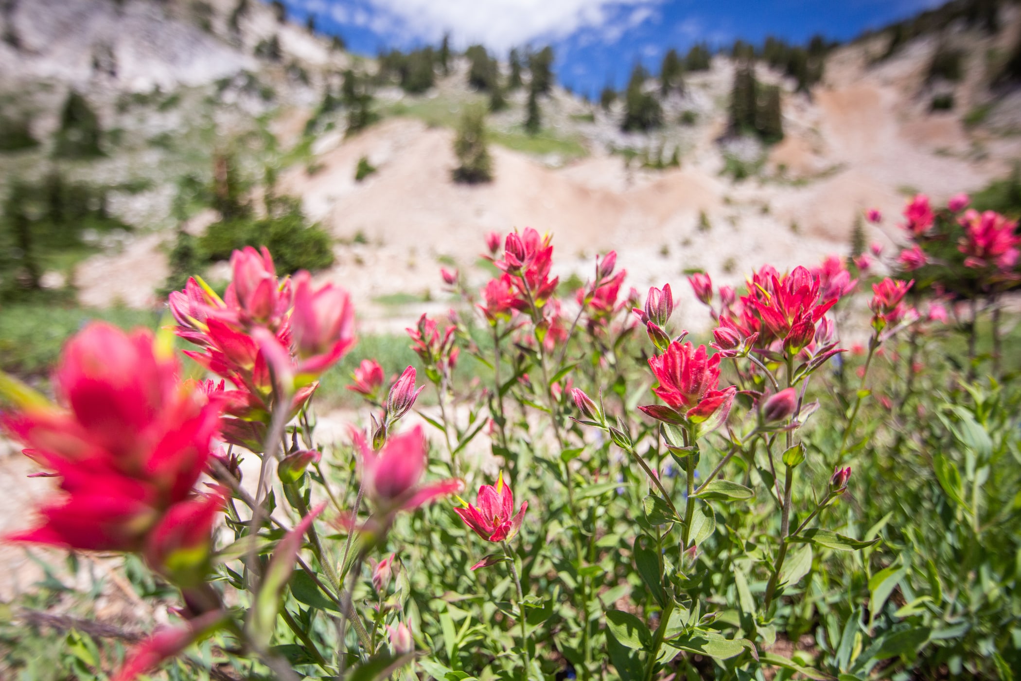 Wildflowers and mining relics