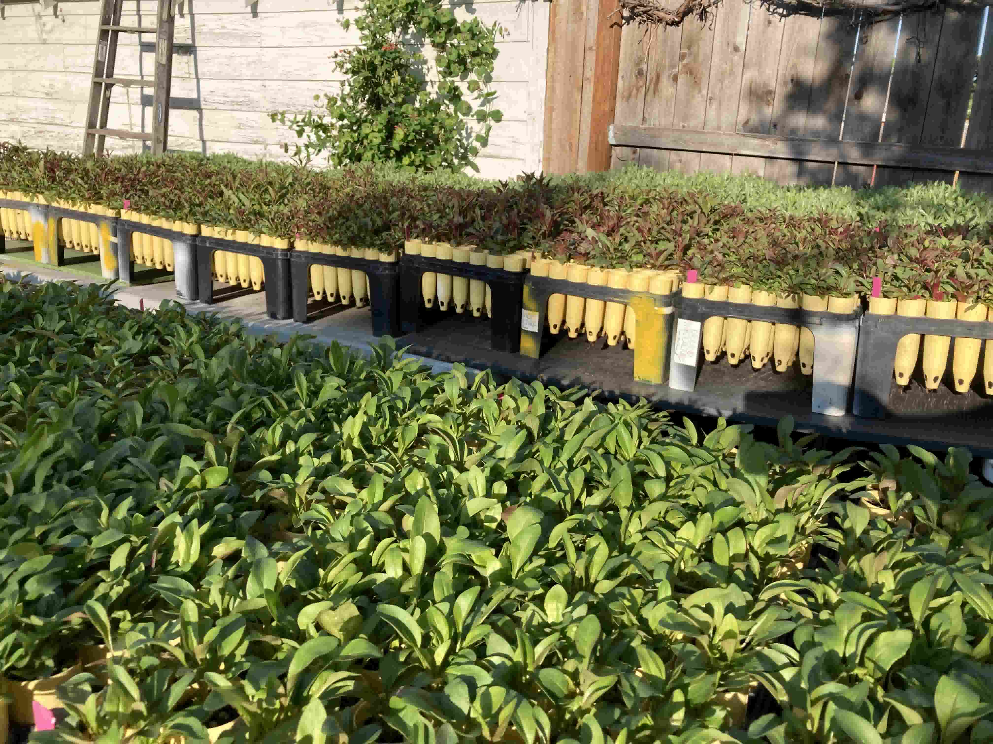 Seedlings at Nursery 