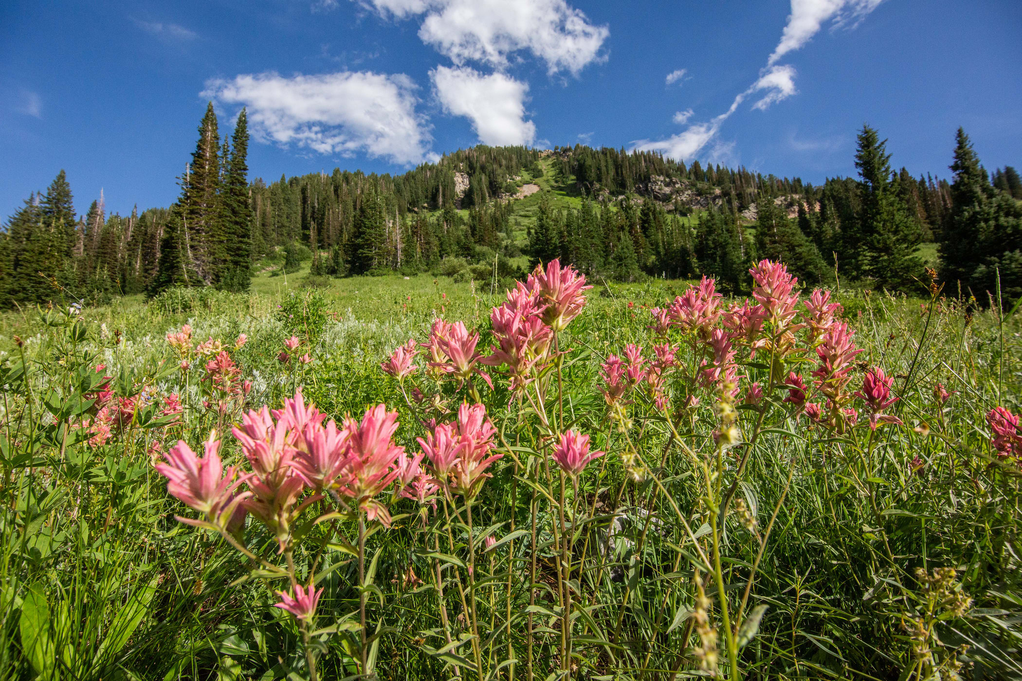 Wildflowers on Alf's High Rustler