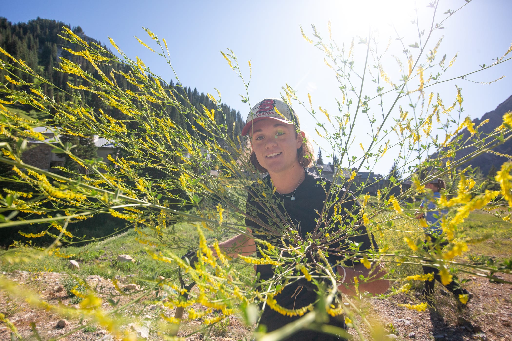 Noxious Weed removal at Alta Ski Area