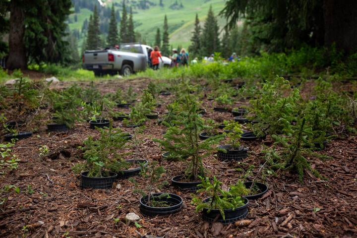 tree nursery