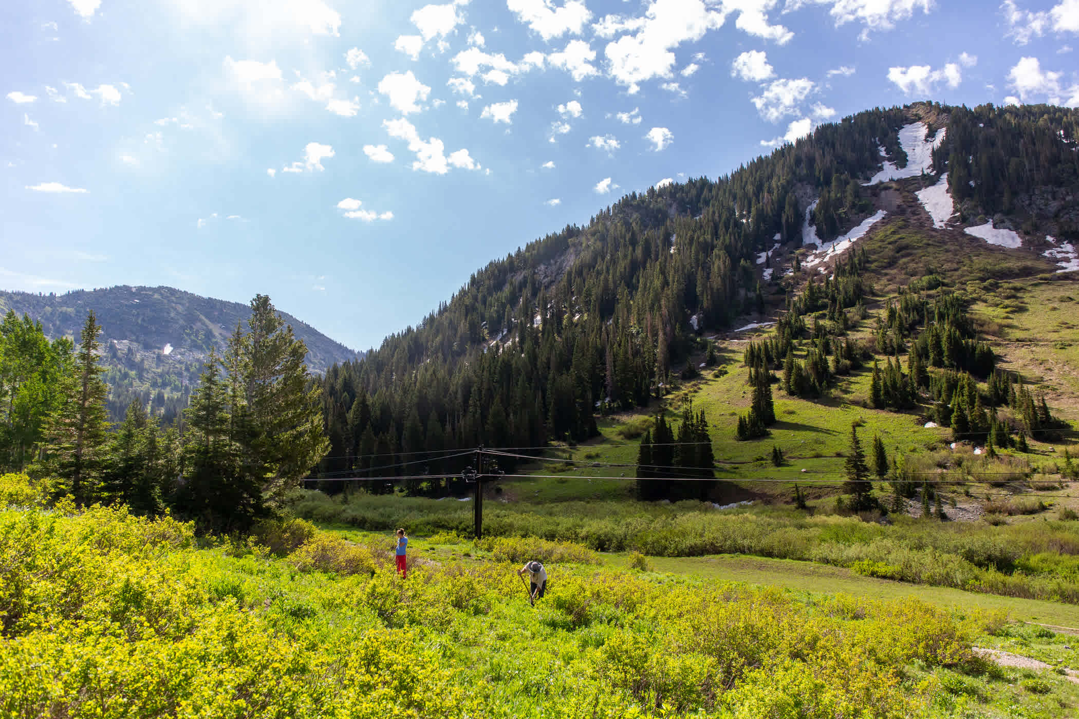 Tree planting efforts continue at Alta Ski Area