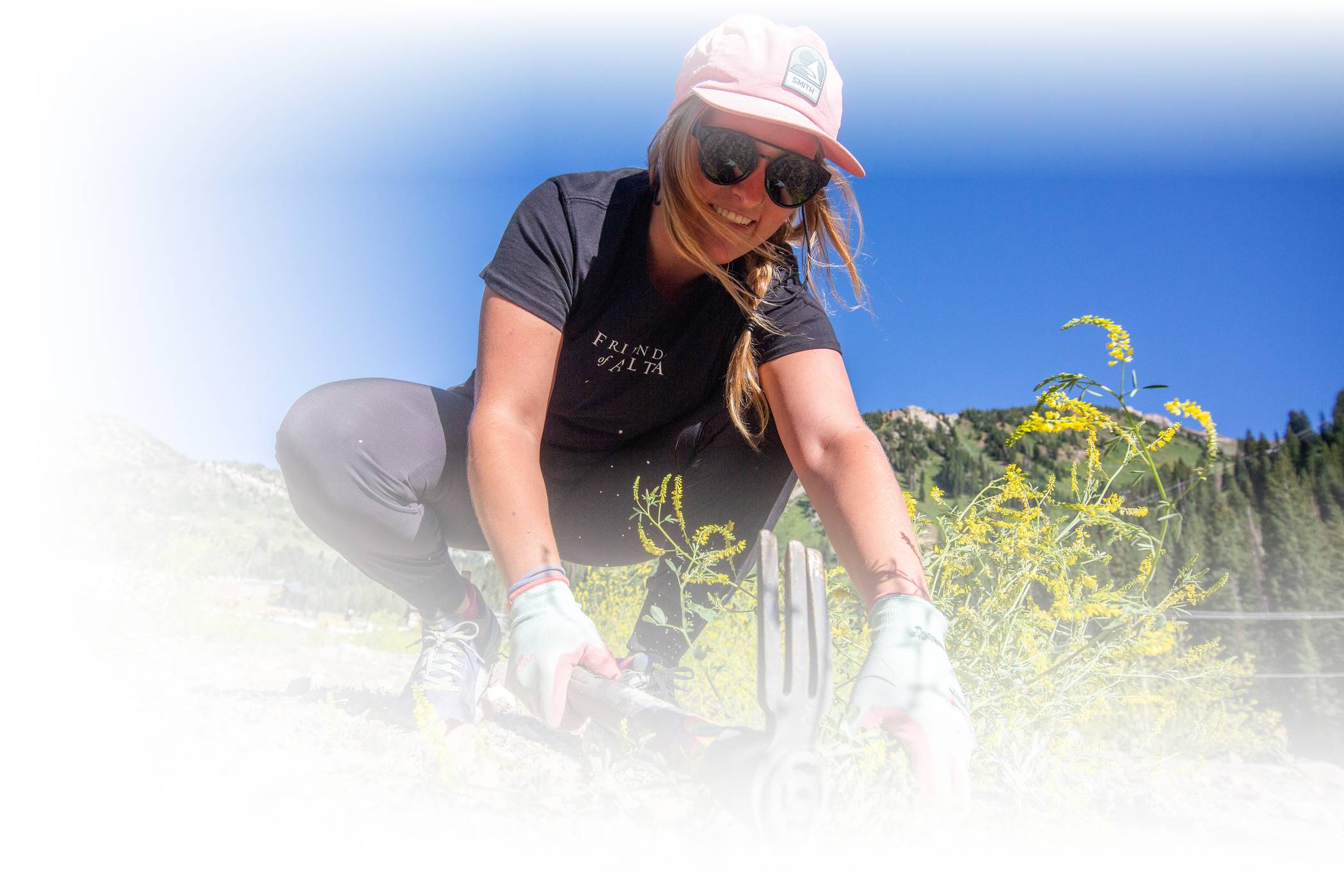 A volunteer pulls weeds at Alta Ski Area on a sunny Volunteer Day