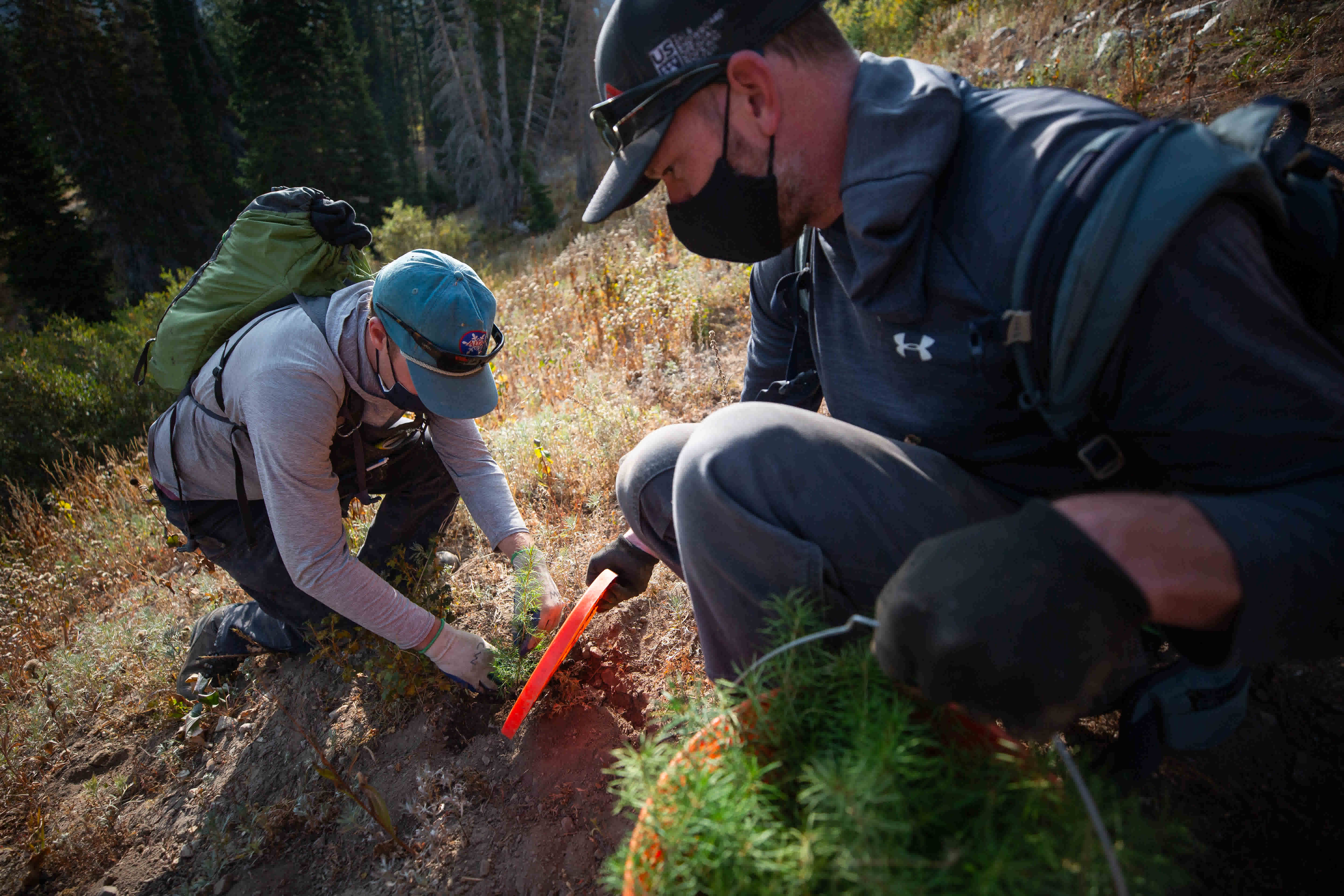 Alta employee with tree seedling for planting.